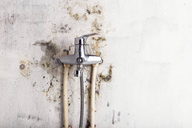 Best Home Mold Removal  in Loch Lomond, VA