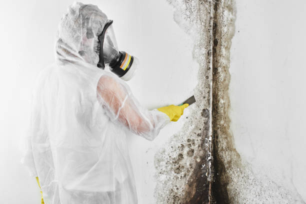 Best Fast Mold Removal  in Loch Lomond, VA