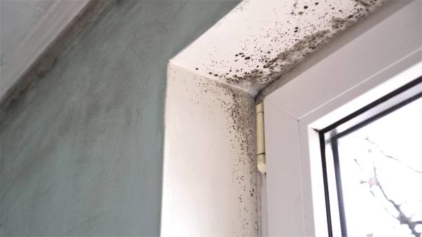 Best Emergency Mold Removal  in Loch Lomond, VA