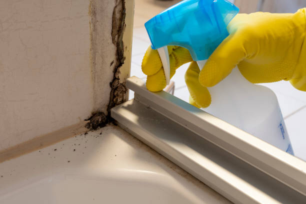 Best Black Mold Removal  in Loch Lomond, VA