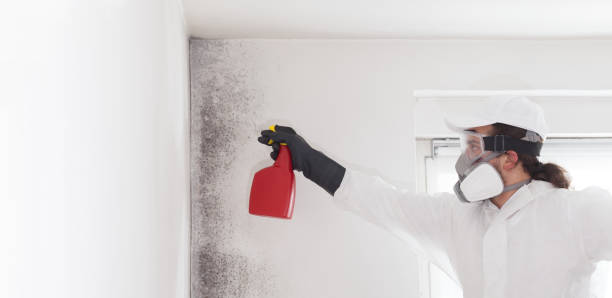 Best Mold Removal Process  in Loch Lomond, VA