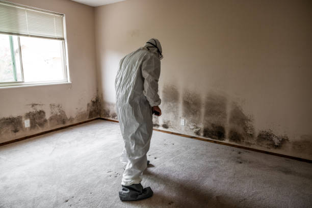 Best Mold Damage Repair  in Loch Lomond, VA