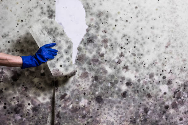 Mold Removal Process in Loch Lomond, VA